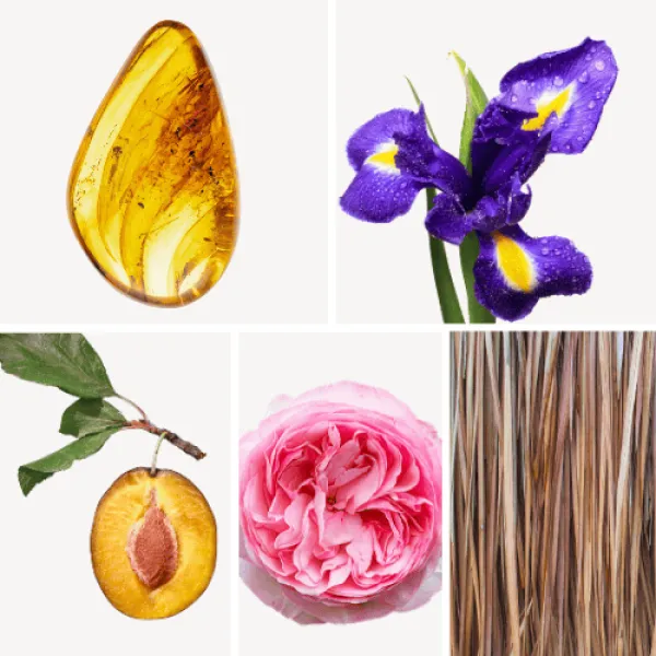 Duftnoten: Amber, Schwertlilie, Pflaume, Rose, Vetiver Duftnoten: Amber, Schwertlilie, Pflaume, Rose, Vetiver